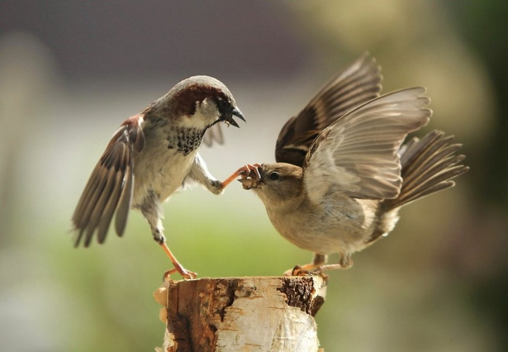 oiseaux.jpg