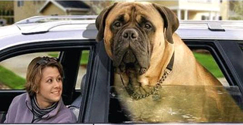 gros chien.jpg