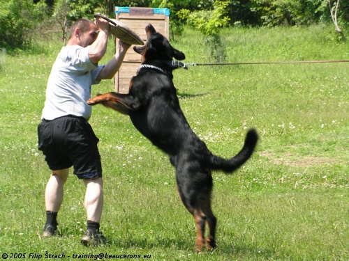 argos-vlckovicky-les-beauceron-3[1].jpg