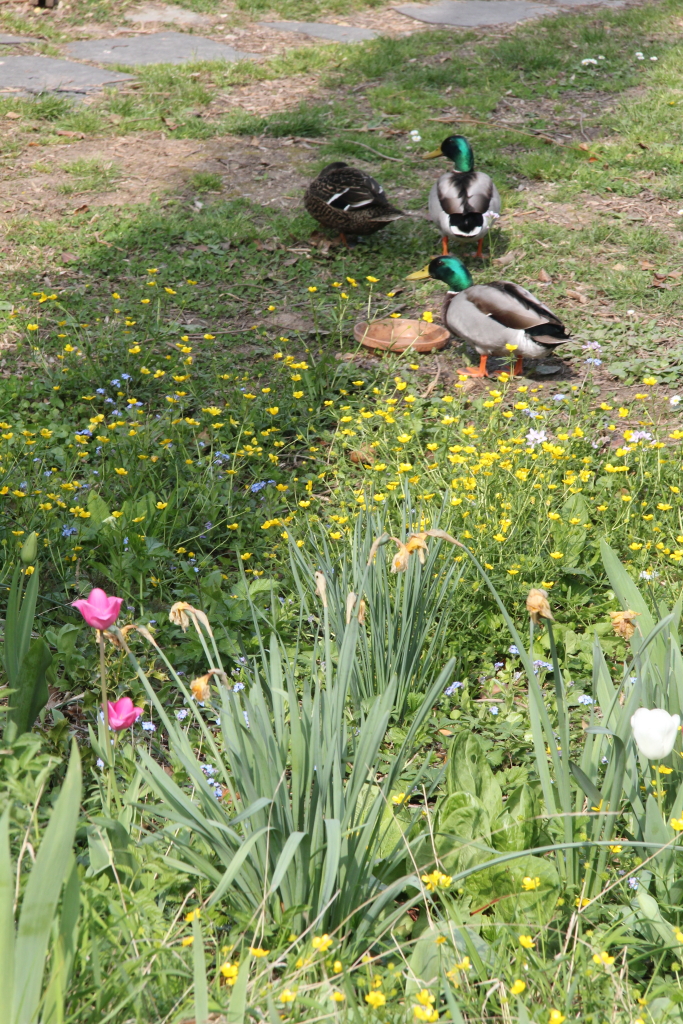 Nous avions même droit à notre COIN-COIN perso et dans ce cas il y avait madame la canne et ses deux canards.