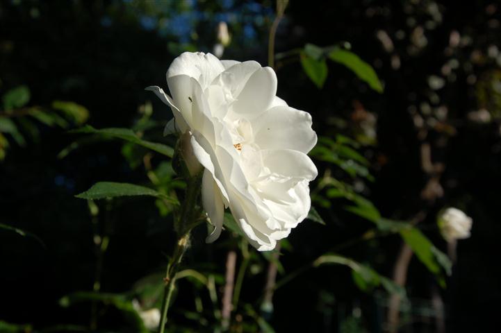 DSC_6348 (Small).JPG