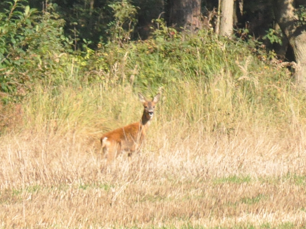 Chevreuil_12.jpg