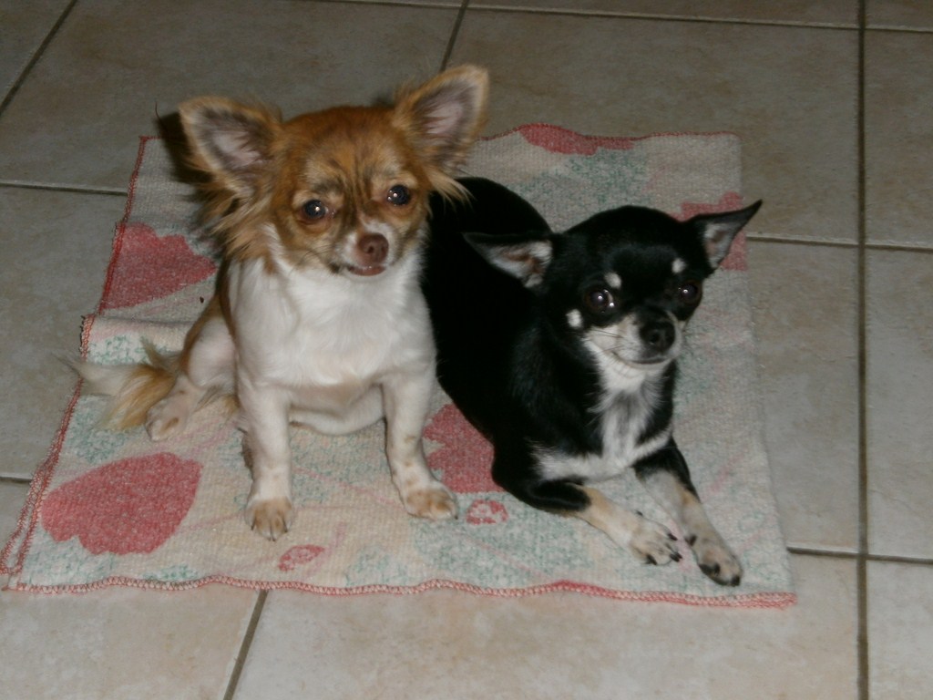 PB230057 (Copier).JPG