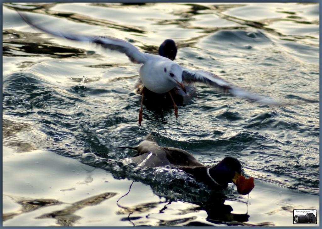 La mouette survole sa proie