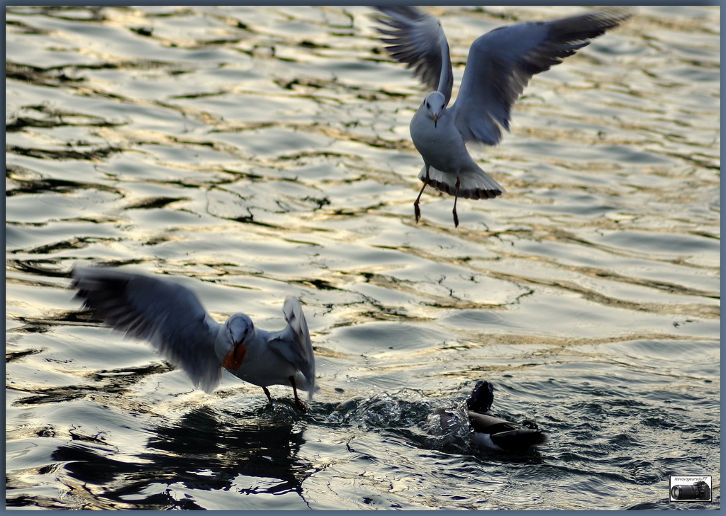 La mouette s'envole avec son butin....