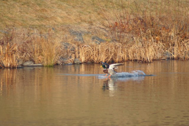 Colvert