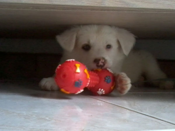a 2 mois adorable