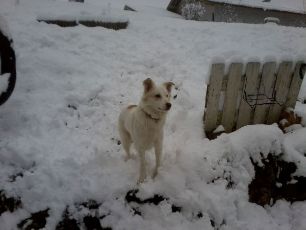 cette hiver