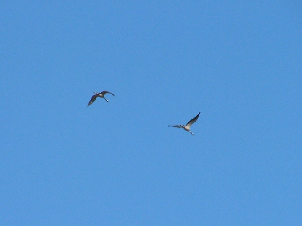 DSCF1700a.JPG