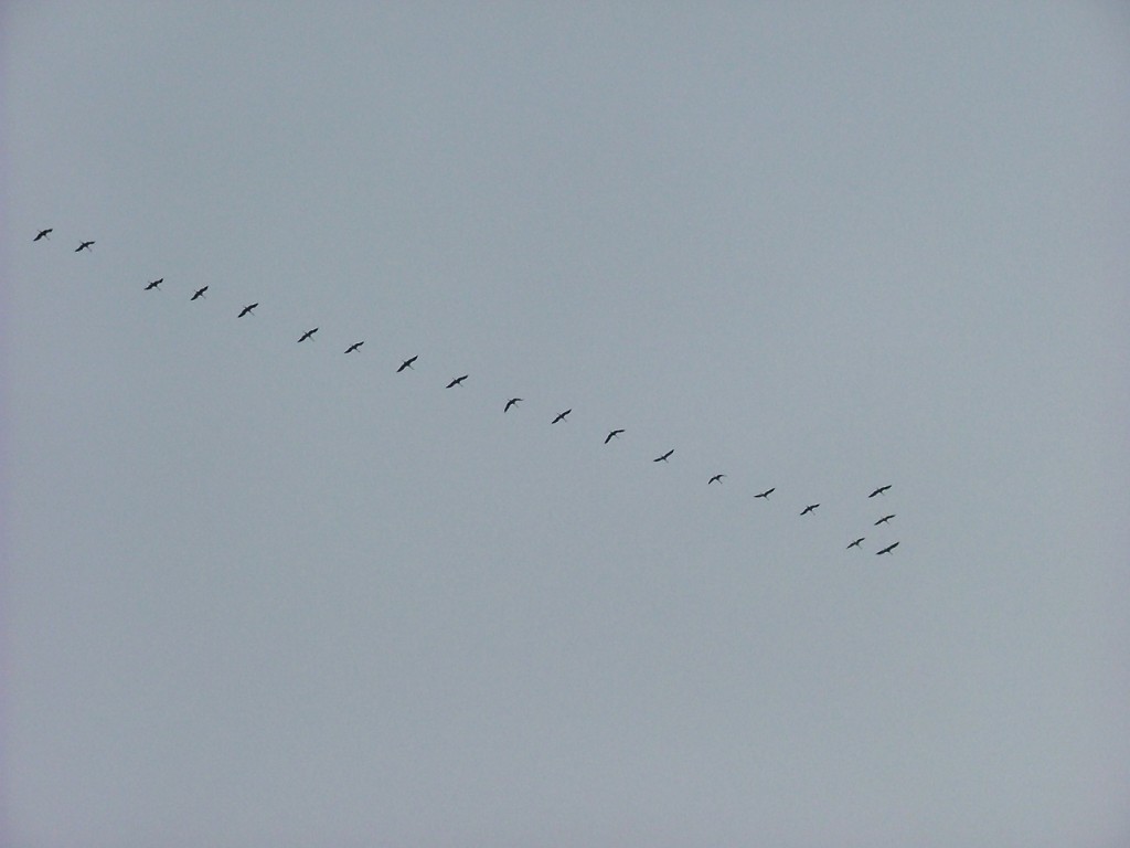 DSCF1758.JPG