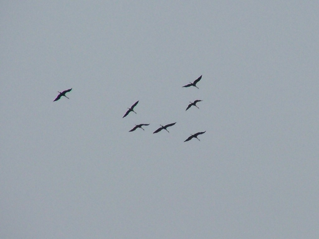 DSCF1759a.JPG