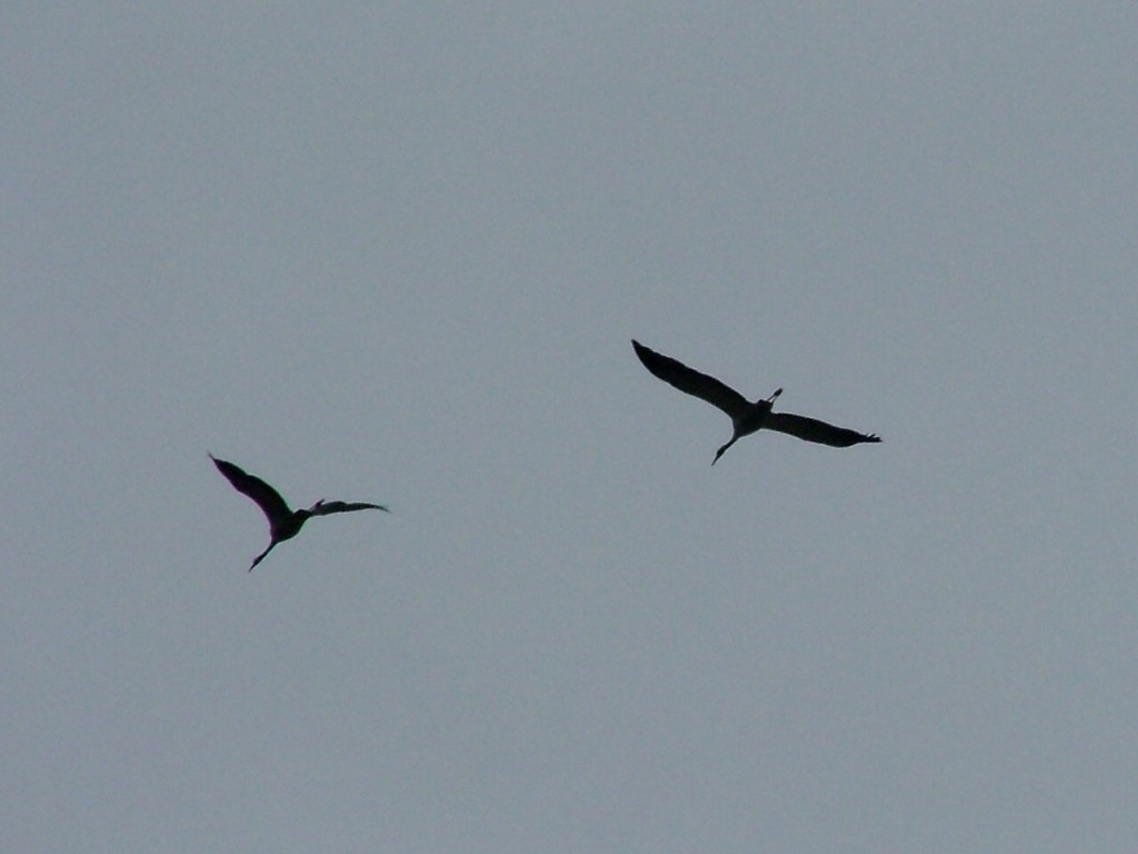 DSCF1794a.JPG