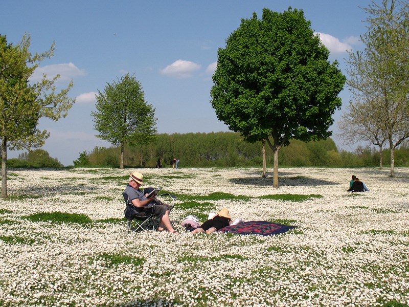 des paquerettes par milliers
