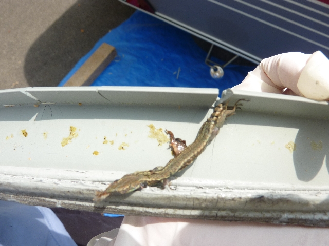 Surprise, un petit lézard séché retrouvé sous le joint