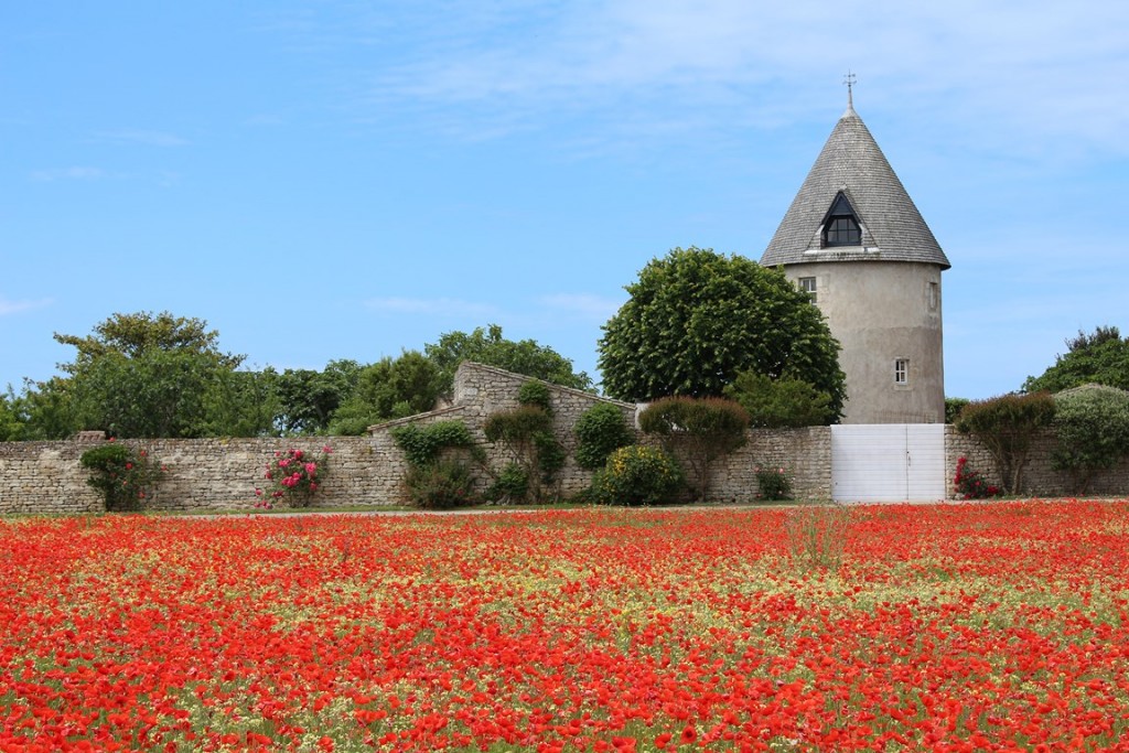 îlederé2013 249 (Copier).JPG