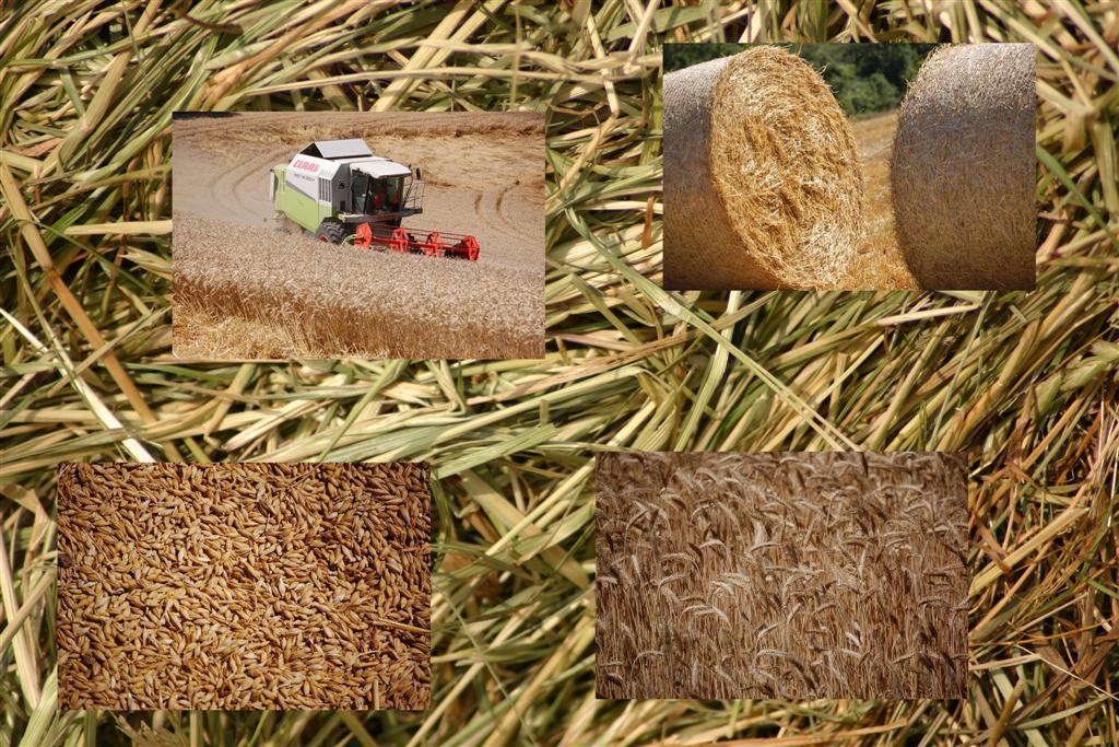 Moisson 2012 Lévézou(Large).JPG