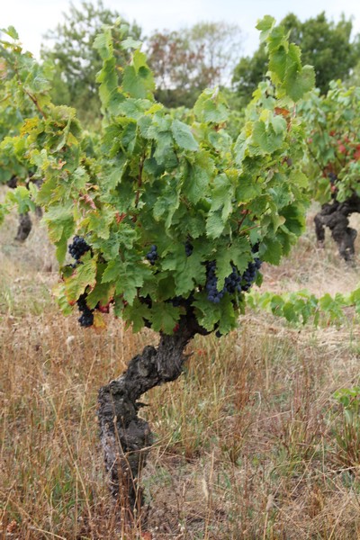 dans les vignes