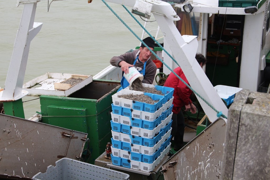 BaiedeSomme 174 (Copier).JPG