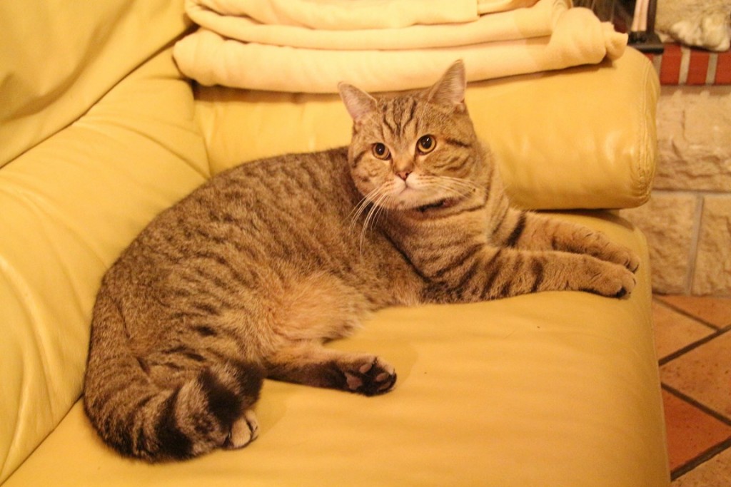 chatcorine 008 (Copier).JPG