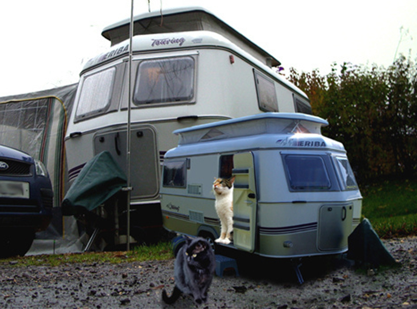 Camping Cats 1.jpg
