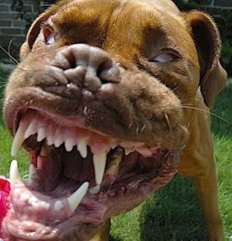 chien-trop-mignon-02.jpg