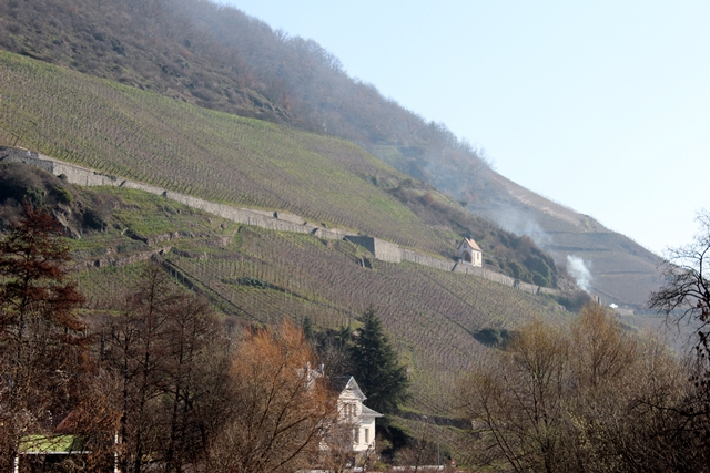 vignes sur les coteaux de thann