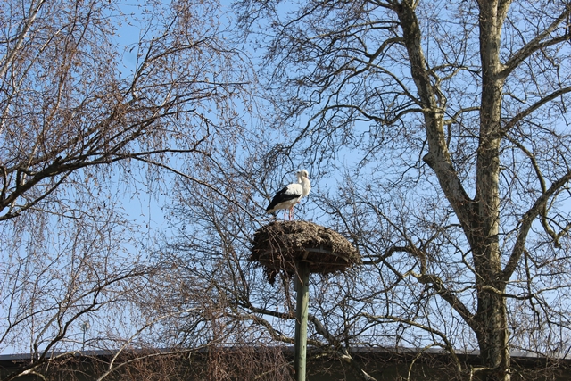 le parc a cigogne