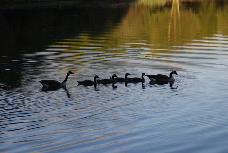 Sortie en famille
