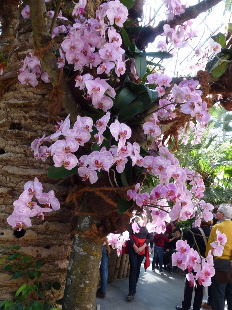festival de l orchidee ile de mainau