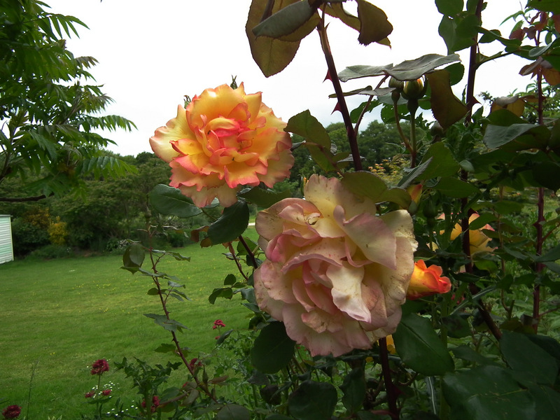 1-DSCF7425.JPG