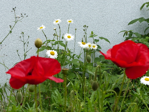 quelques fleurs du jardin ... avant la canicule