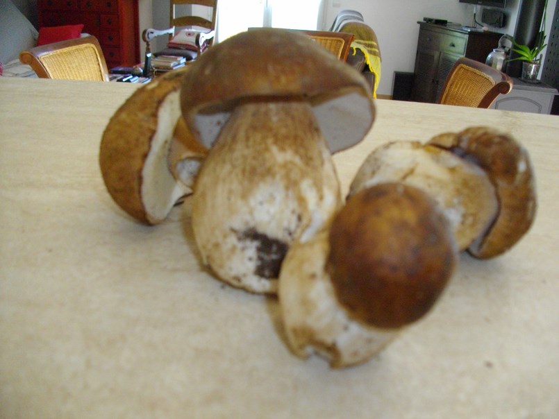 cepes de chalias...