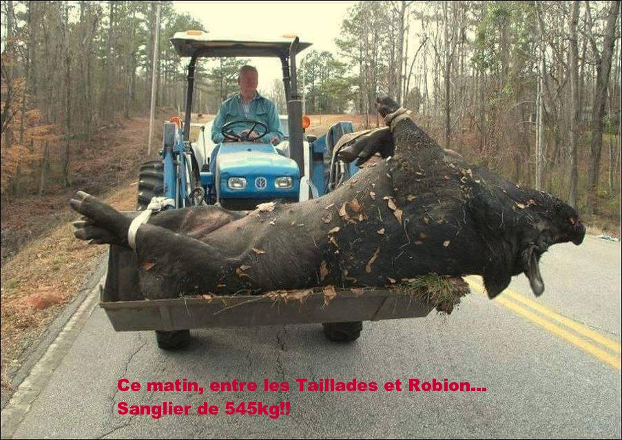 Sanglier 545 kg.jpg