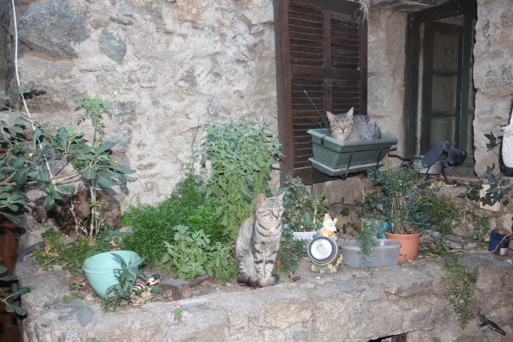 corse2016balagne 163 (Copier).JPG