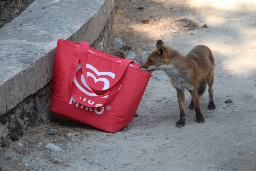 IMG_3629 (Copier).JPG