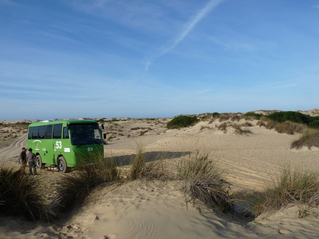 Autobus todo terreno que nos llevó a traves del parque de Doñana.JPG