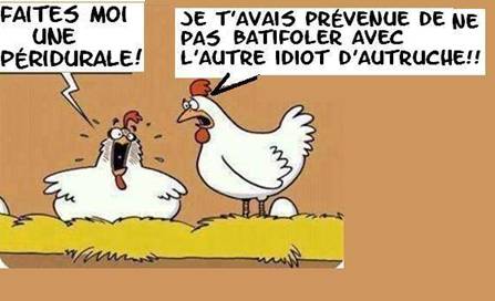 Poule péridurale.jpg