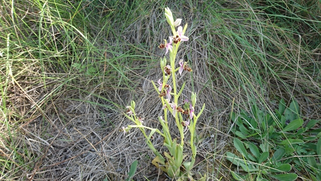 Orquidea.JPG