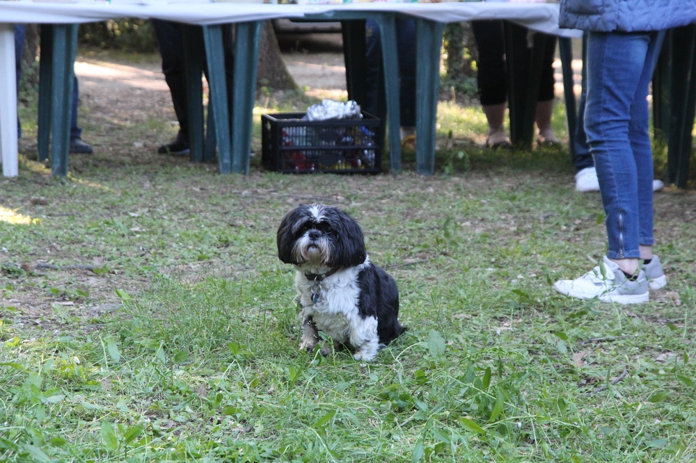 La gardienne du troupeau.