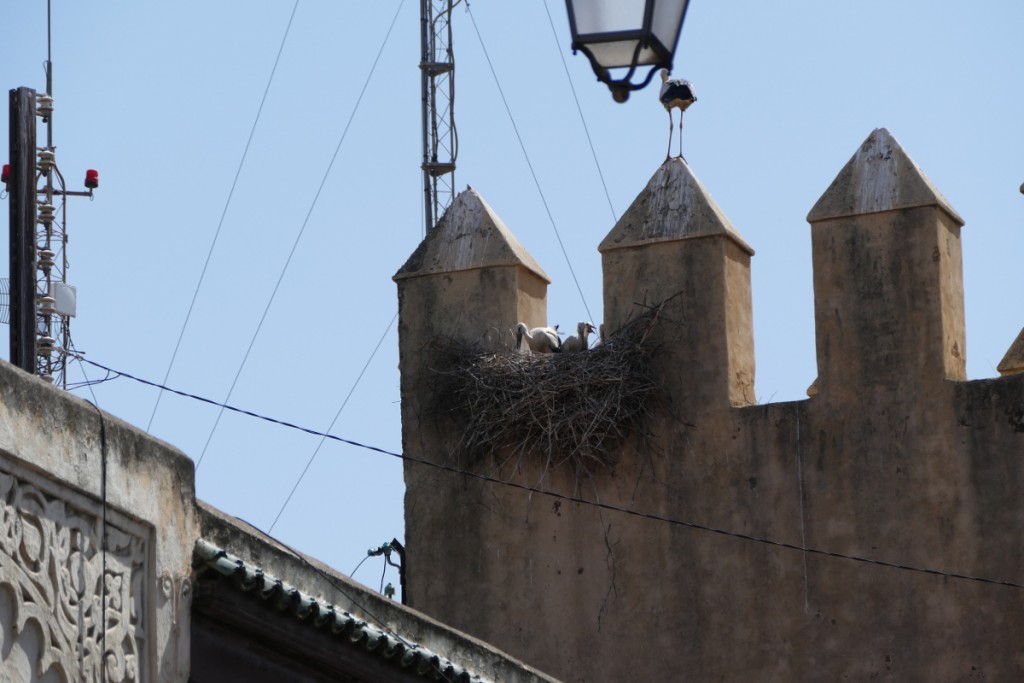 jeunes gardien de fortifs.JPG
