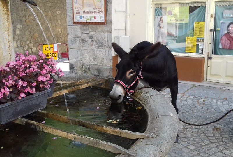Il y a aussi la possibilité de faire des randos avec un Ane ! trop sympa !