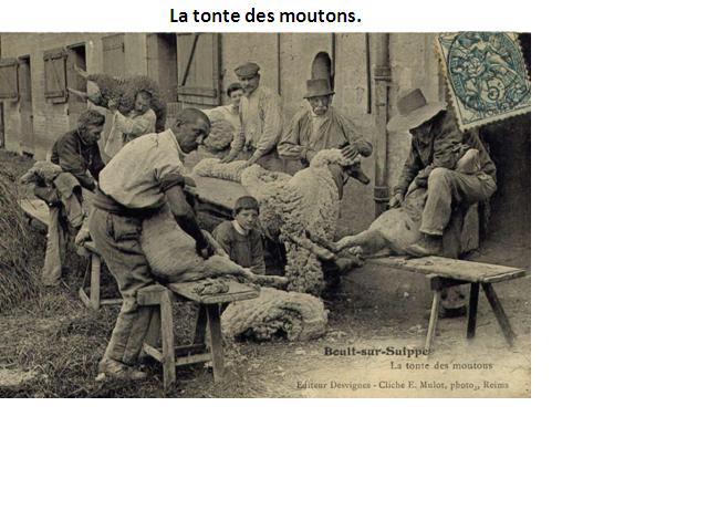 Tonte.JPG