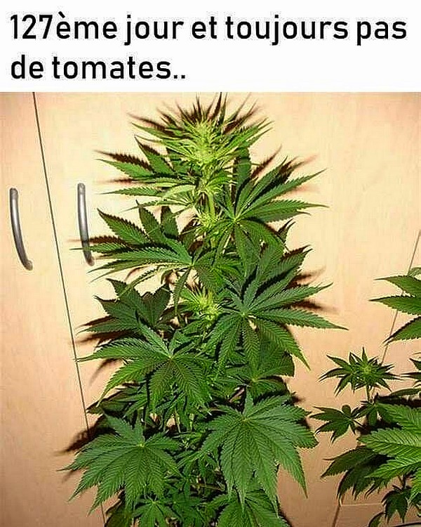 Agriculture de plaisance. .jpg