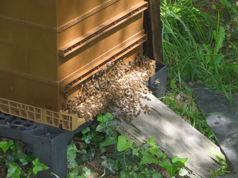 Abeilles colza2.JPG