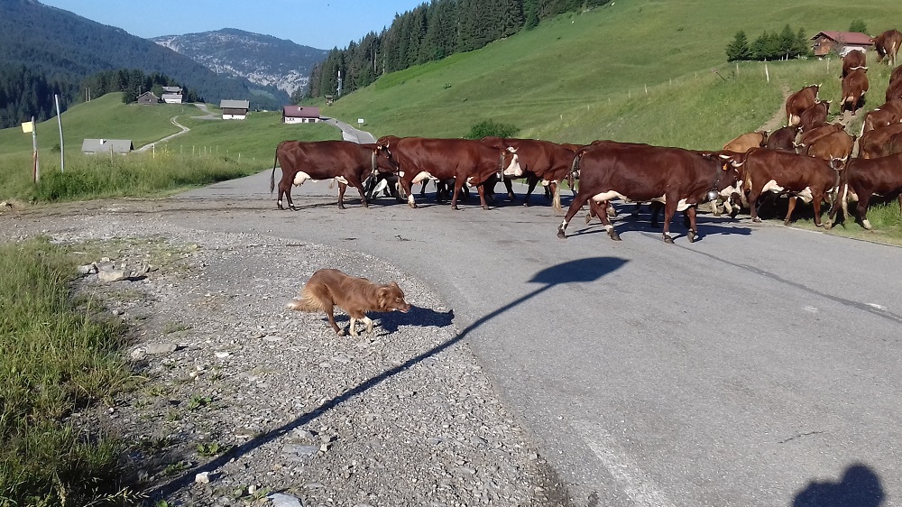20190705_075947 Col des Glières.jpg