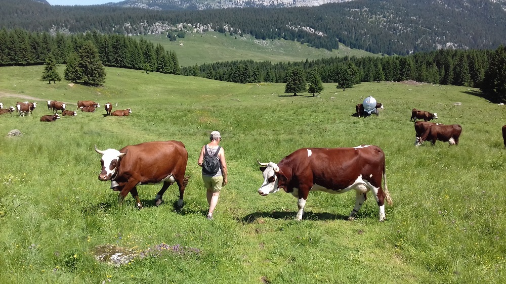 20190705_113632 Rando à Notre Dame des Neiges.jpg