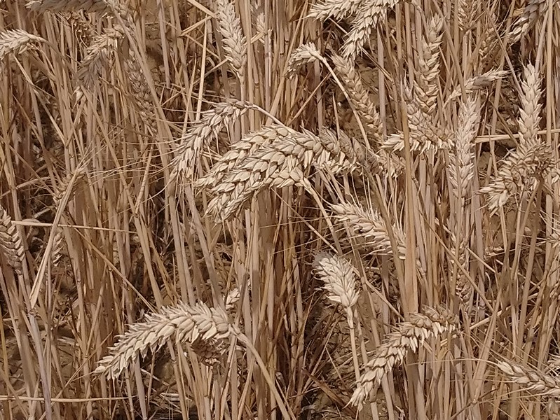 Pour faire un fond d’écran ! !