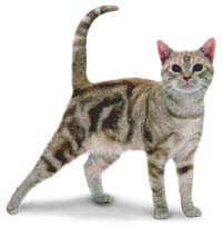 kitten-body-language.jpg