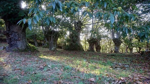 Forêts de châtaigniers à Ribeira Sacra.jpg