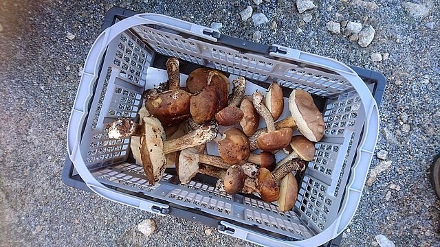 Ceps.jpg